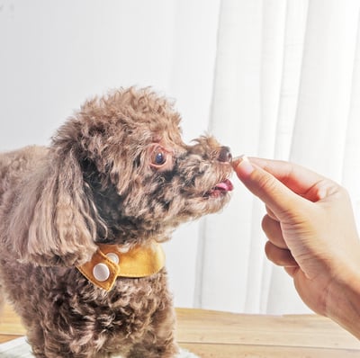 DogCatStar 汪喵星球 ×馬修嚴選 機能優格丁6