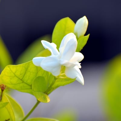 心靈服務-遠距方案1