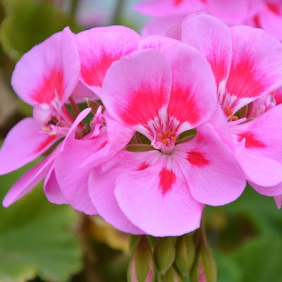 玫瑰天竺葵精油10ml1