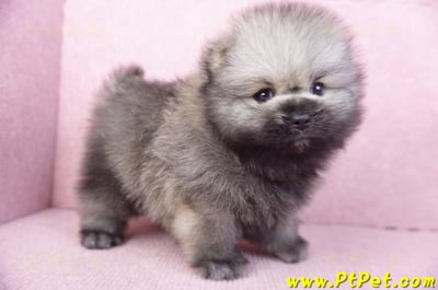 02/10棕色松鼠博美公幼犬(高雄楠梓)4