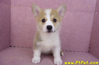 10/13雙色柯基犬母幼犬(雲林古坑)3