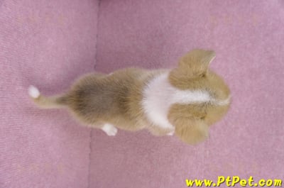 10/13雙色柯基犬母幼犬4號(新北板橋)12