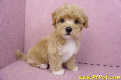 06/15奶油色馬爾泰迪公幼犬(新北蘆洲)4