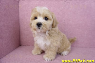 11/02馬爾泰迪母幼犬(新竹關西)10