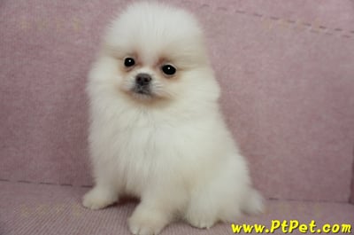 02/11迷你型松鼠白博美公幼犬(屏東里港)7