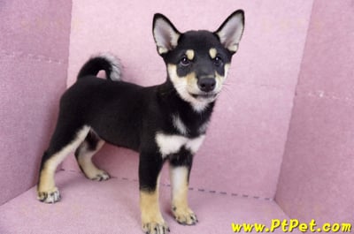 05/14黑色柴犬母幼犬(新北土城)3