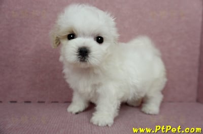 04/11紅白花馬爾泰迪母幼犬(桃園平鎮)10