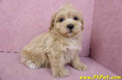 10/18馬爾泰迪母幼犬(高雄鼓山)4