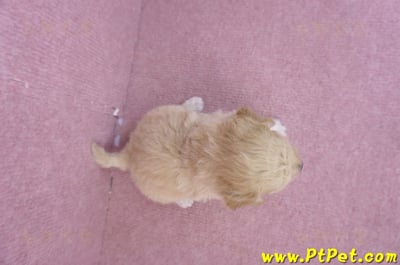 08/14泰迪比熊母幼犬(屏東新園)6