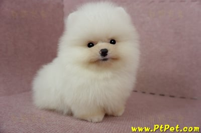 03/14迷你型松鼠白博美公幼犬2號(台北士林)8