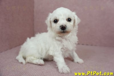 01/12比熊犬母幼犬(屏東市)3