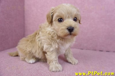 12/10馬爾泰迪母幼犬4