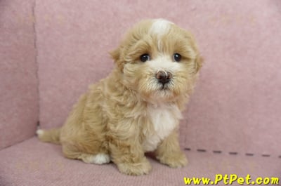 05/05奶油色馬爾泰迪公幼犬(高雄楠梓)6