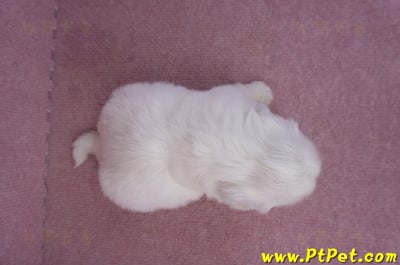 10/31北京狗公幼犬(台北松山)7