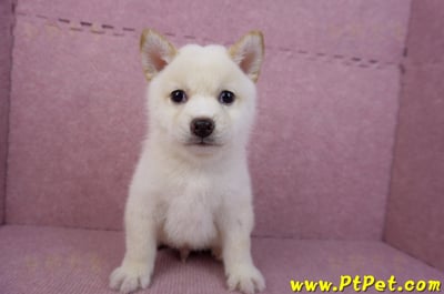 05/24白色柴犬公幼犬1