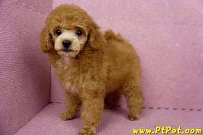 05/22迷你型紅貴賓母幼犬(屏東高樹)12