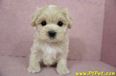 01/15奶油色馬爾泰迪 I 公幼犬(高雄大寮)4