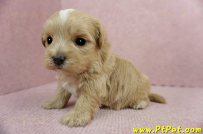 2/23奶油色馬爾泰迪 I 母幼犬2號(高雄鼓山)5