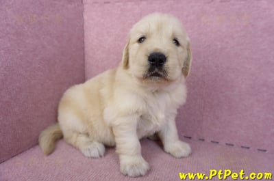 11/14黃金獵犬母幼犬1號(高雄前鎮)3