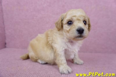 06/14泰迪比熊母幼犬(高雄楠梓)4