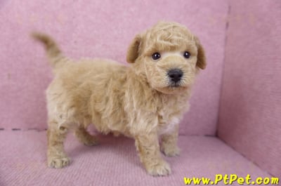 01/20泰迪比熊公幼犬8