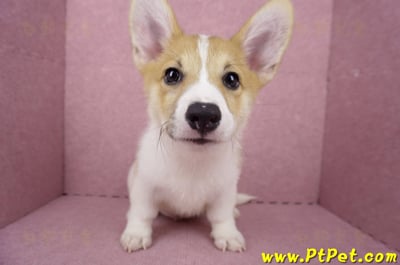 04/28雙色柯基犬公幼犬2號(高雄楠梓)5