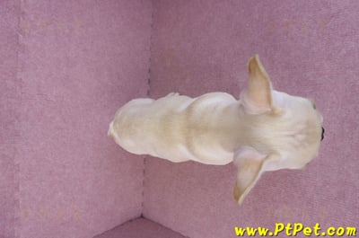 07/25奶油色法國鬥牛母幼犬2號(桃園楊梅)12