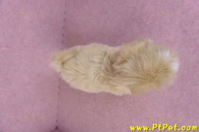 10/18馬爾泰迪母幼犬1號(台中烏日)15