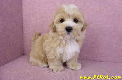 11/02馬爾泰迪母幼犬(新竹關西)7