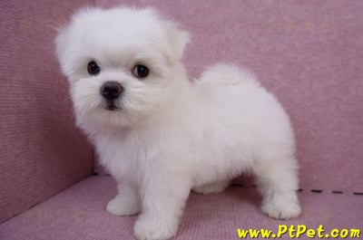 05/28迷你型馬爾濟斯公幼犬2號(台東成功)10