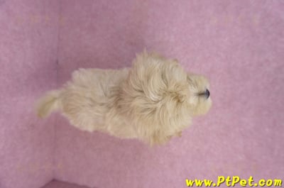 05/11馬爾泰迪公幼犬(台北內湖)11