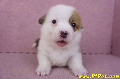 11/02雙色柯基犬公幼犬2號(屏東市)2