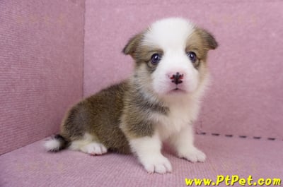 07/01雙色柯基犬公幼犬(屏東長治)5