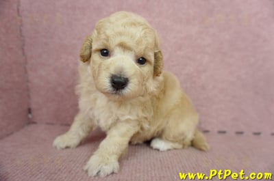 06/04泰迪比熊公幼犬1號(高雄左營店)6