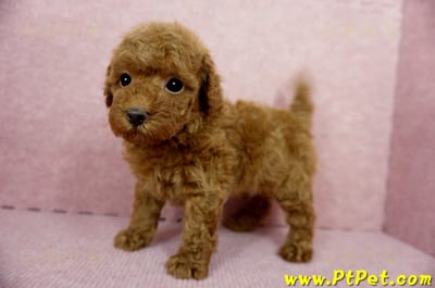 04/15玩具型紅貴賓公幼犬1號(屏東竹田)8