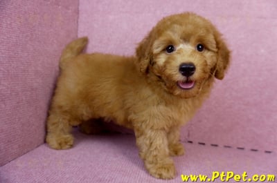 05/22迷你型紅貴賓公幼犬(新竹湖口)5