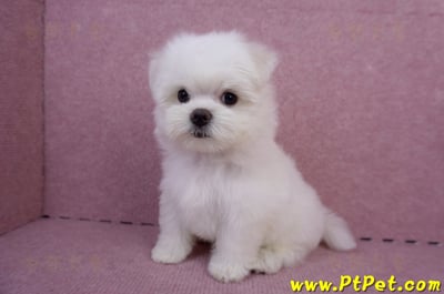 05/28迷你型馬爾濟斯公幼犬2號(台東成功)8