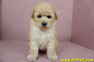 11/26迷你型奶油貴賓母幼犬(台東市)3