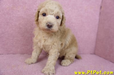 12/06玩具型奶油貴賓母幼犬2號6
