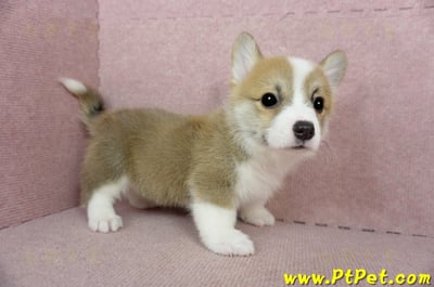 02/09雙色柯基犬公幼犬(新竹)6