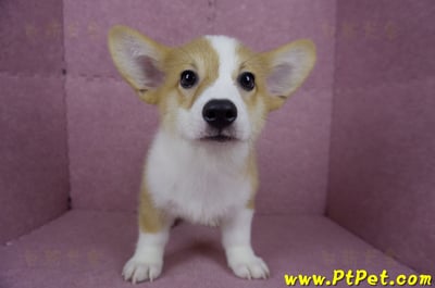 04/13雙色柯基犬公幼犬(台北士林)3