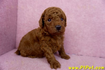 01/26紅貴賓公幼犬(新北深坑)3