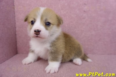 07/09雙色柯基犬母幼犬5