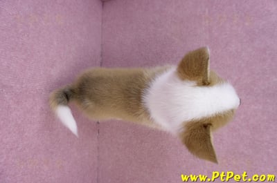 11/30雙色柯基犬公幼犬2號11