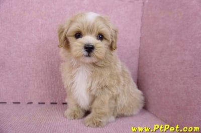 10/13馬爾泰迪公幼犬(桃園楊梅)11