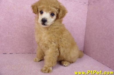 02/11奶油貴賓母幼犬9