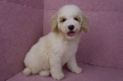 07/10迷你型花貴賓公幼犬(奶油花)(屏東東港)6