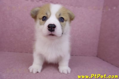 08/03雙色柯基犬公幼犬1號(高雄大樹)2