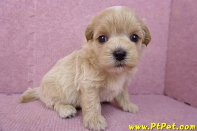 08/06奶油色馬爾泰迪母幼犬2號(高雄鼓山)4