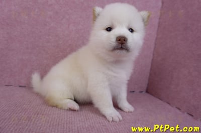 07/11白色柴犬母幼犬(高雄苓雅)3